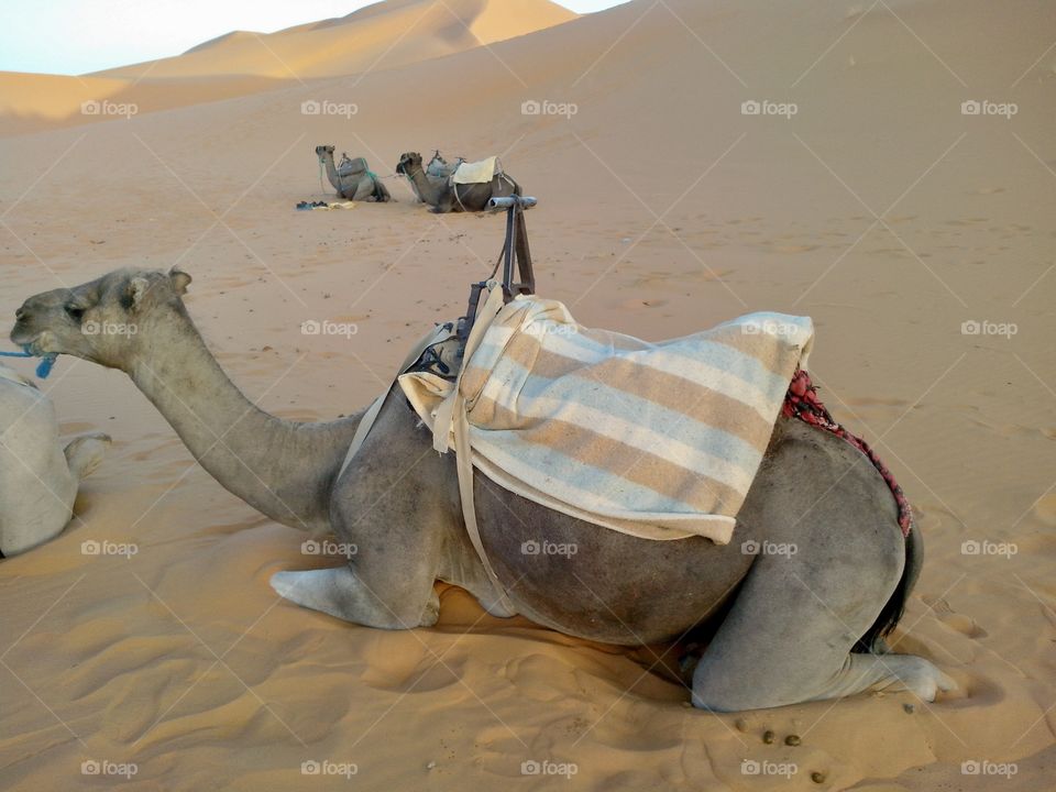 Camel in the Moroccan desert