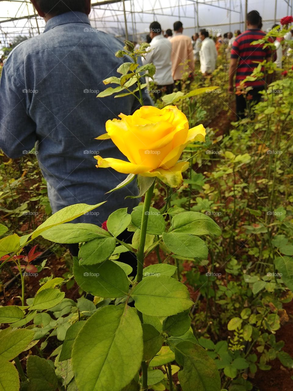 Rose Yellow Rose ready to bloom
