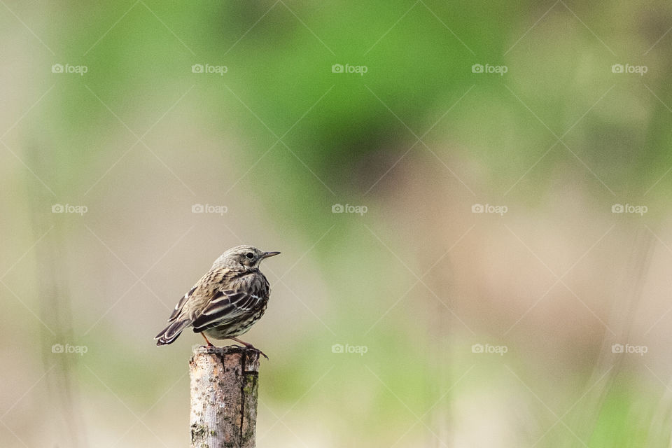 Female Robin bird. Erithacus rubecula.