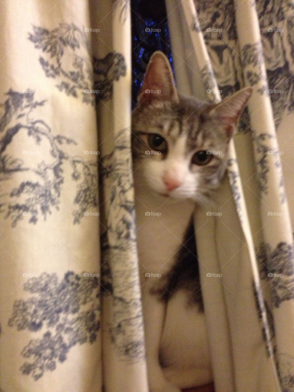 cat pet hiding kent by baxtersoup