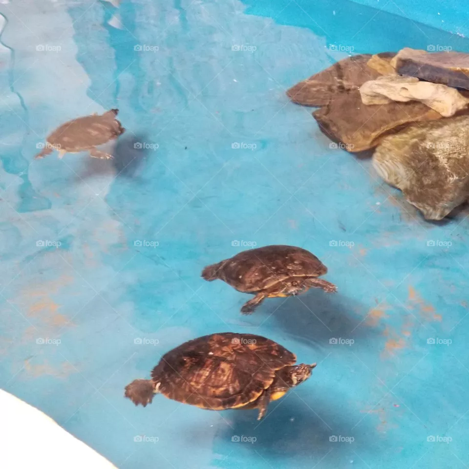 Turtle Play