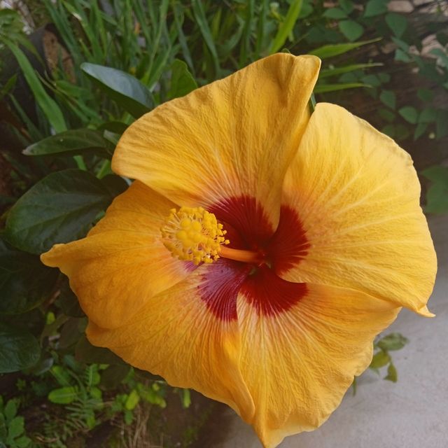 portrait of a plant