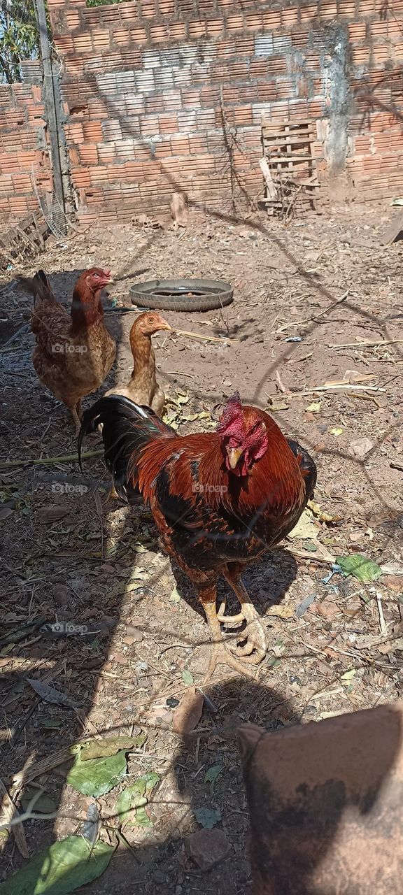 redneck rooster