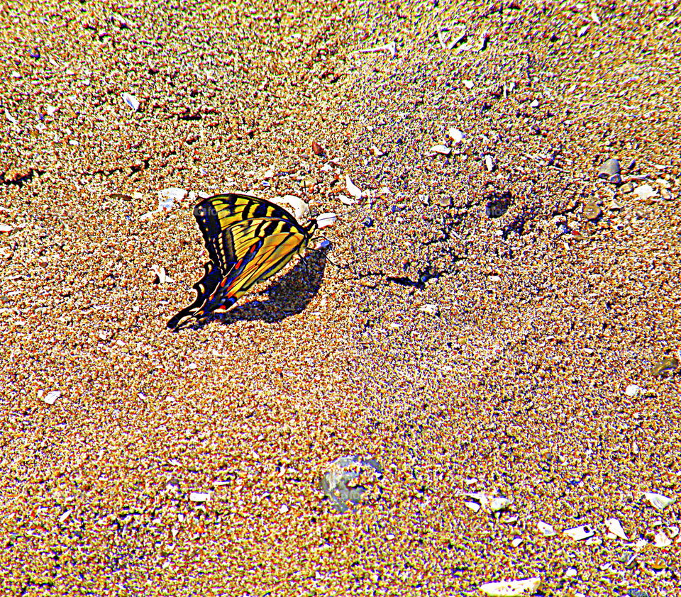 Sandy Butterfly