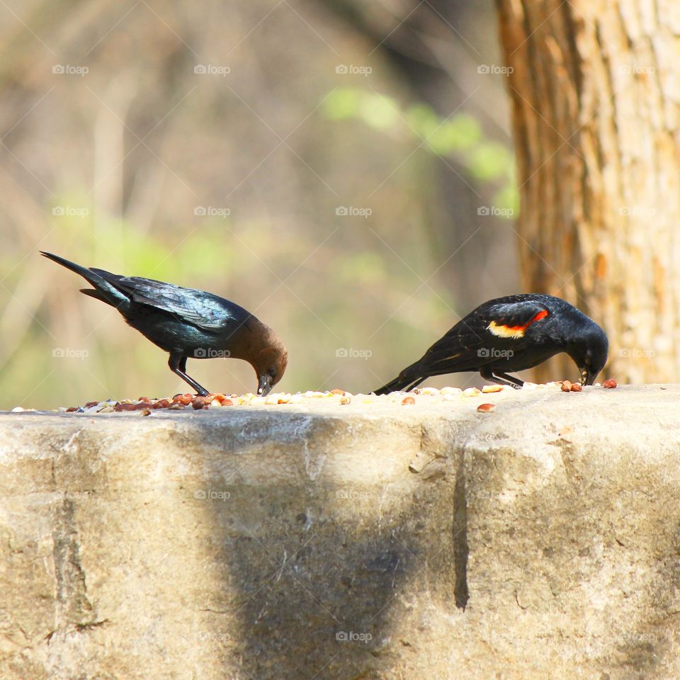 Bird perching on wall