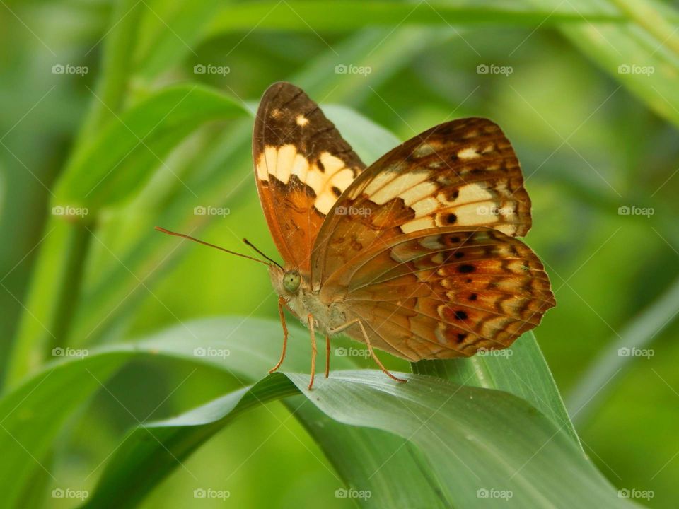 CUPHA ERYMANTHIS Butterfly
