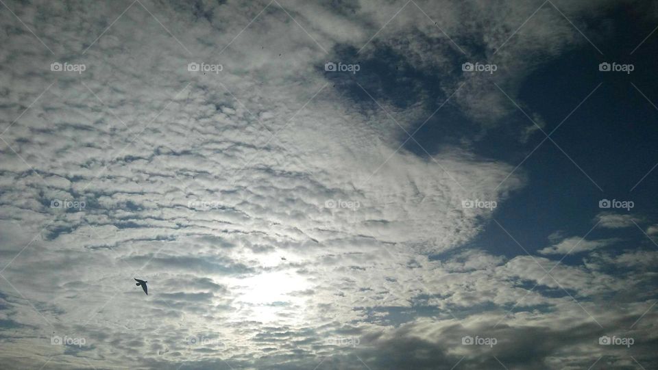 Beautiful flying of seagull cross a foggy sky.