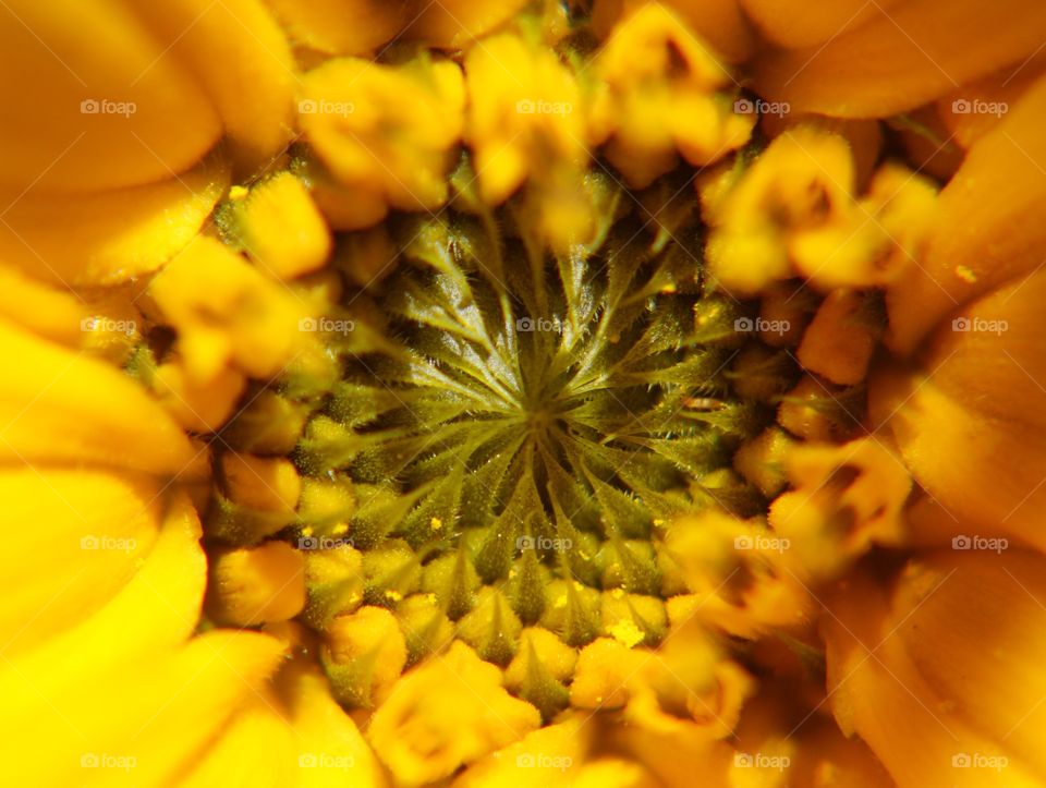 Closeup of sunflower 