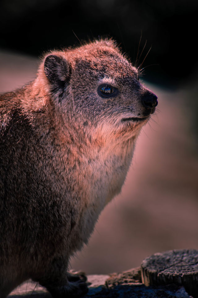 Rock Badger