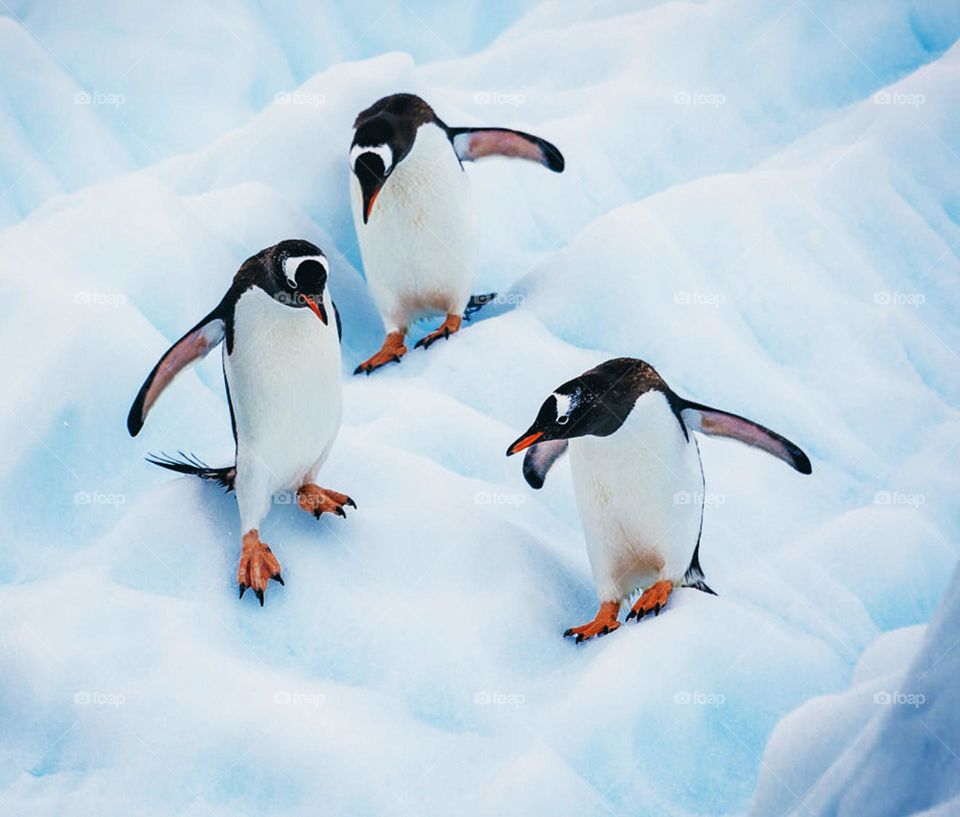 Brown Bluff ,Antarctica pictures  