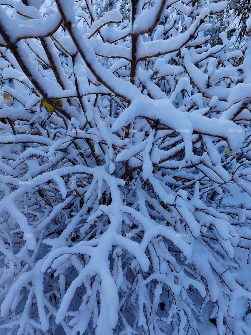 Winter's gentle hand, adorning the earth with a blanket of silence