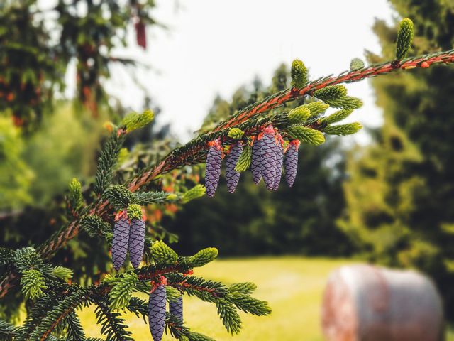 A young pine tree and its cones bathed in a green, wonderful landscape.