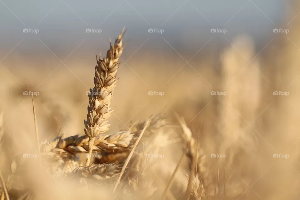 An isolated ear of wheat.. An early morning shot of an isolated ear of wheat with the remaining wheat field blurred out.