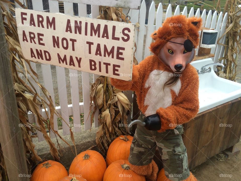 Farm Animals are not tame. A child dressed up as a pirate fox. 
