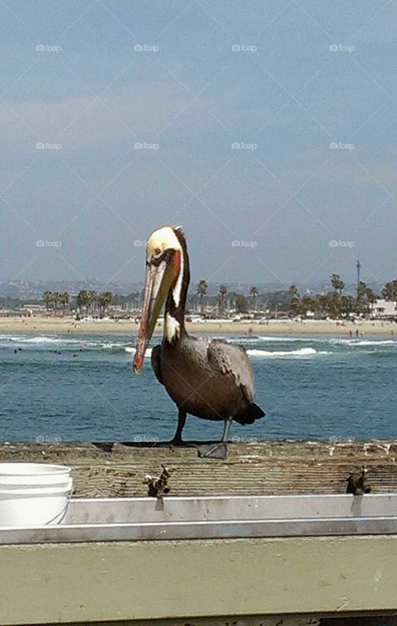 Pelican Dinner