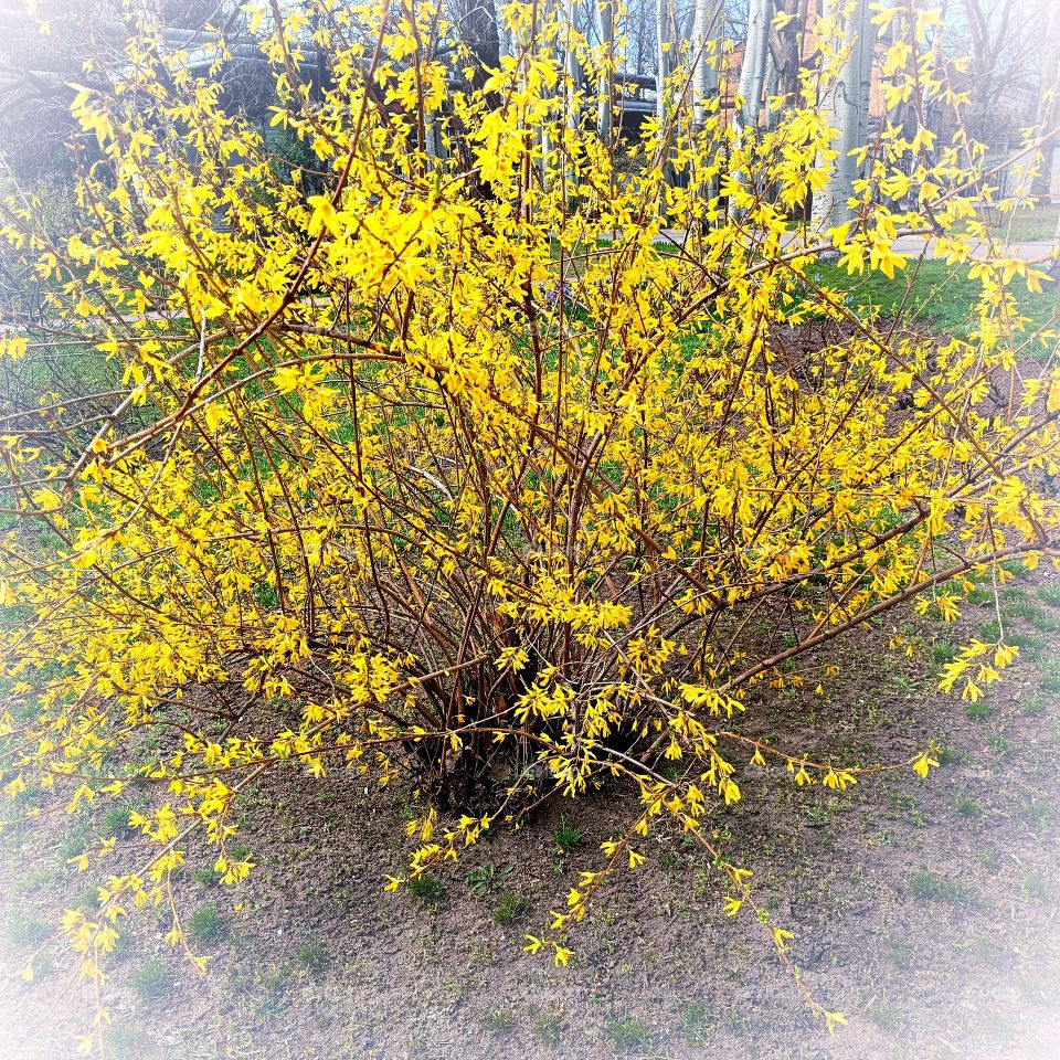 Blooming spring yellow bush