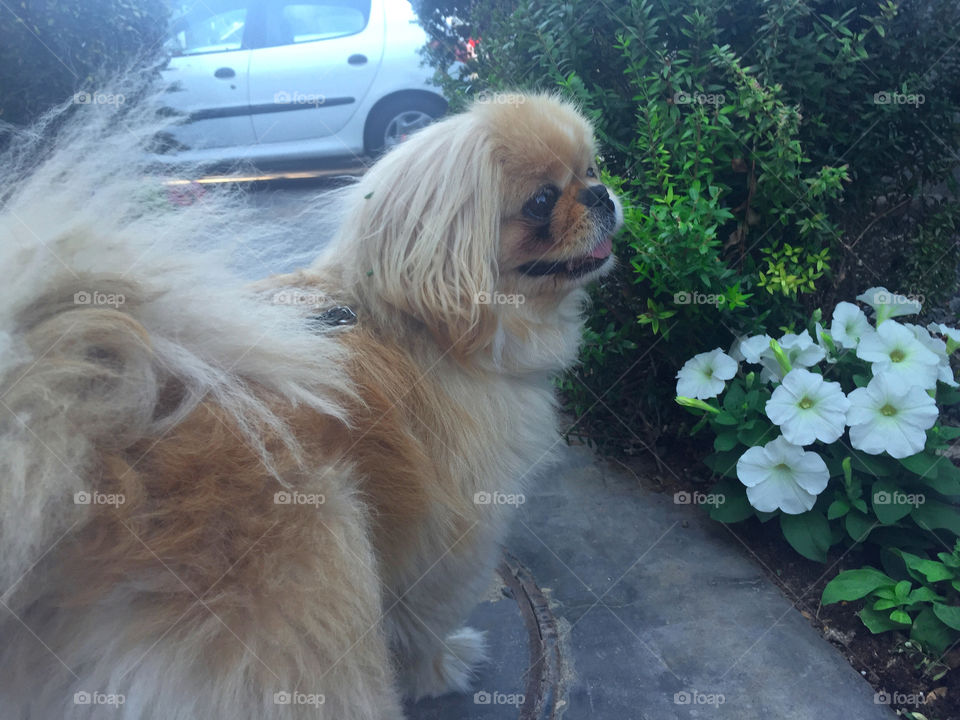 Dog, Mammal, No Person, Fur, Portrait