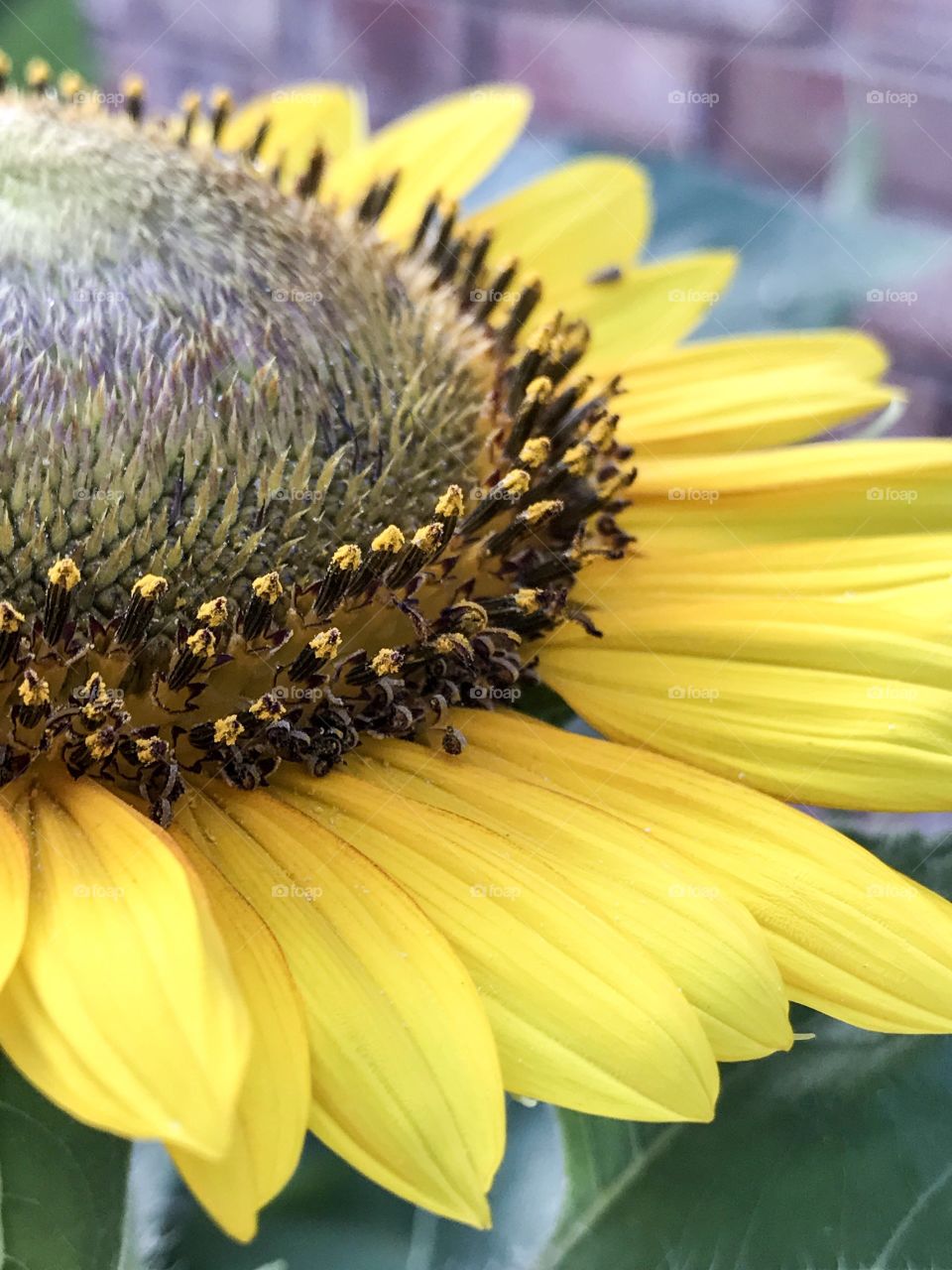 Looks pretty and prickly