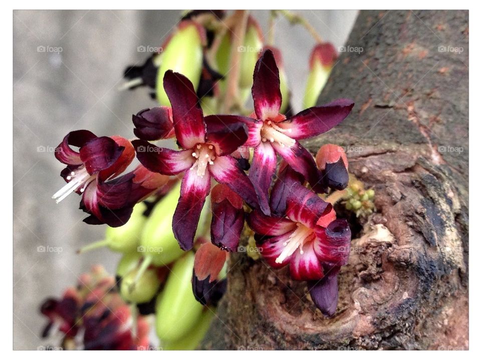 Bilimbi - flower #tree sorrel
