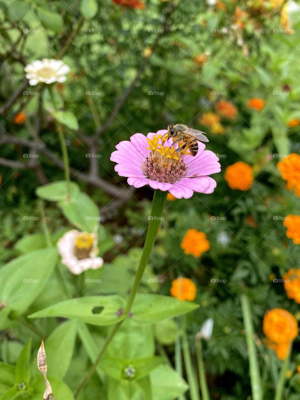 Bee on a flower