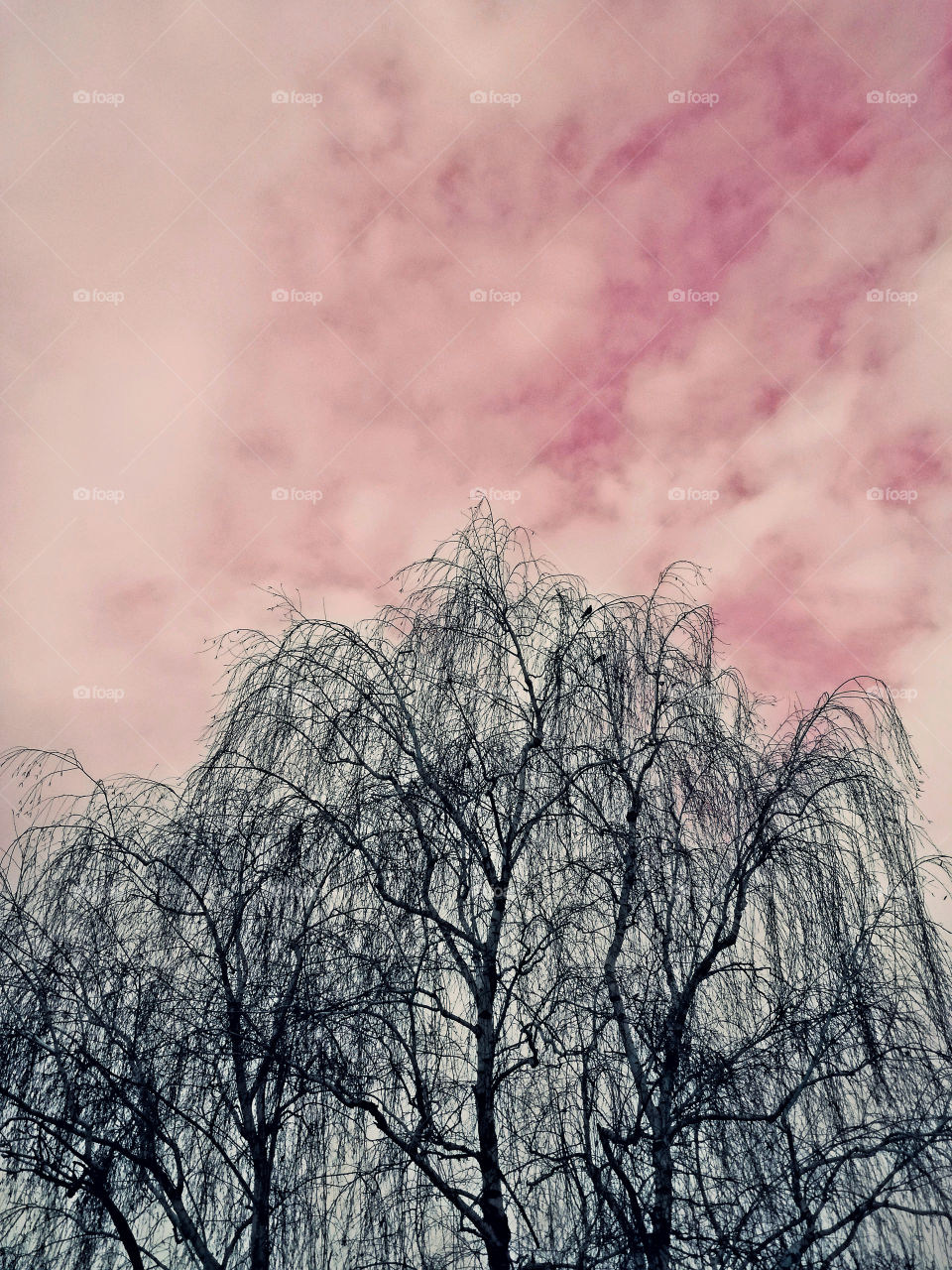 tree and pink s