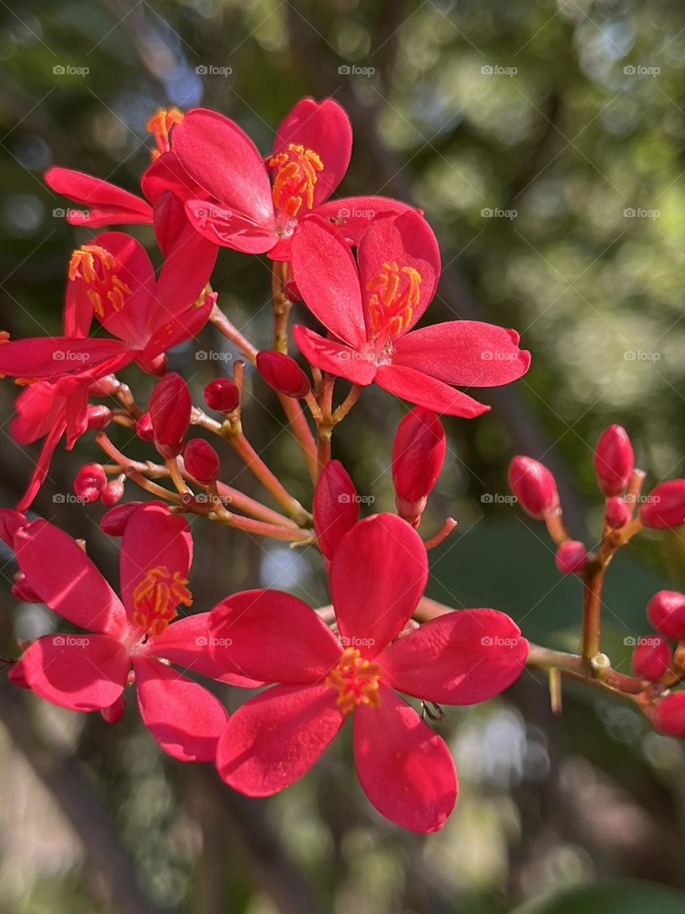 Flowers around us @ upcountry ( Thailand)