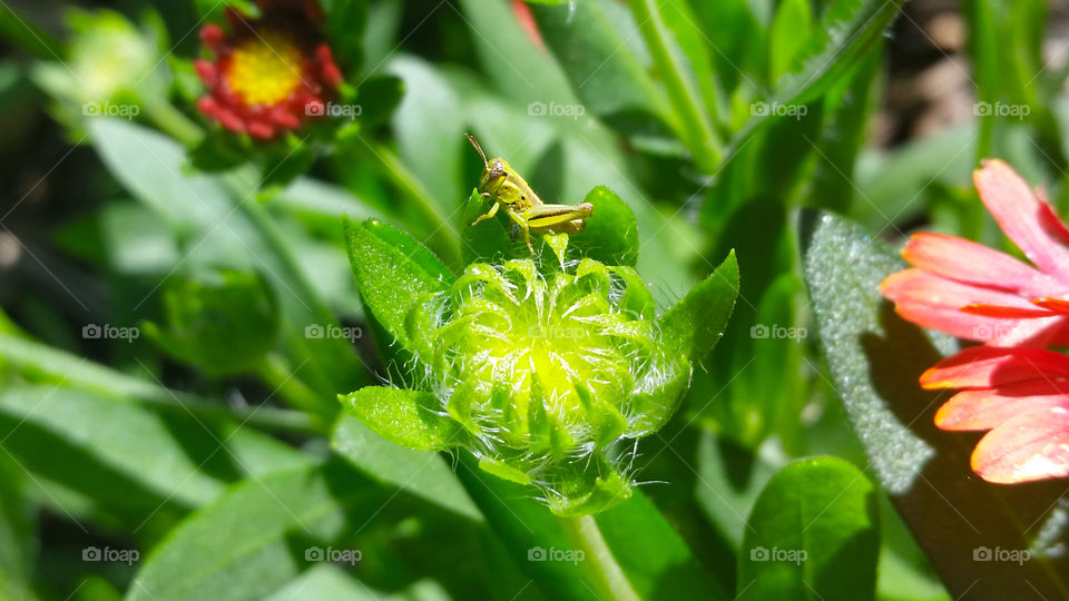 Tiny grasshopper on flower bud
