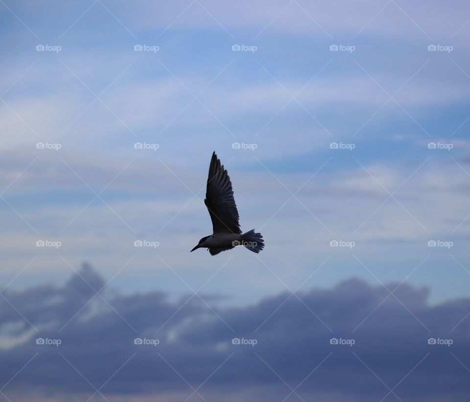 Love bird flying in the sky