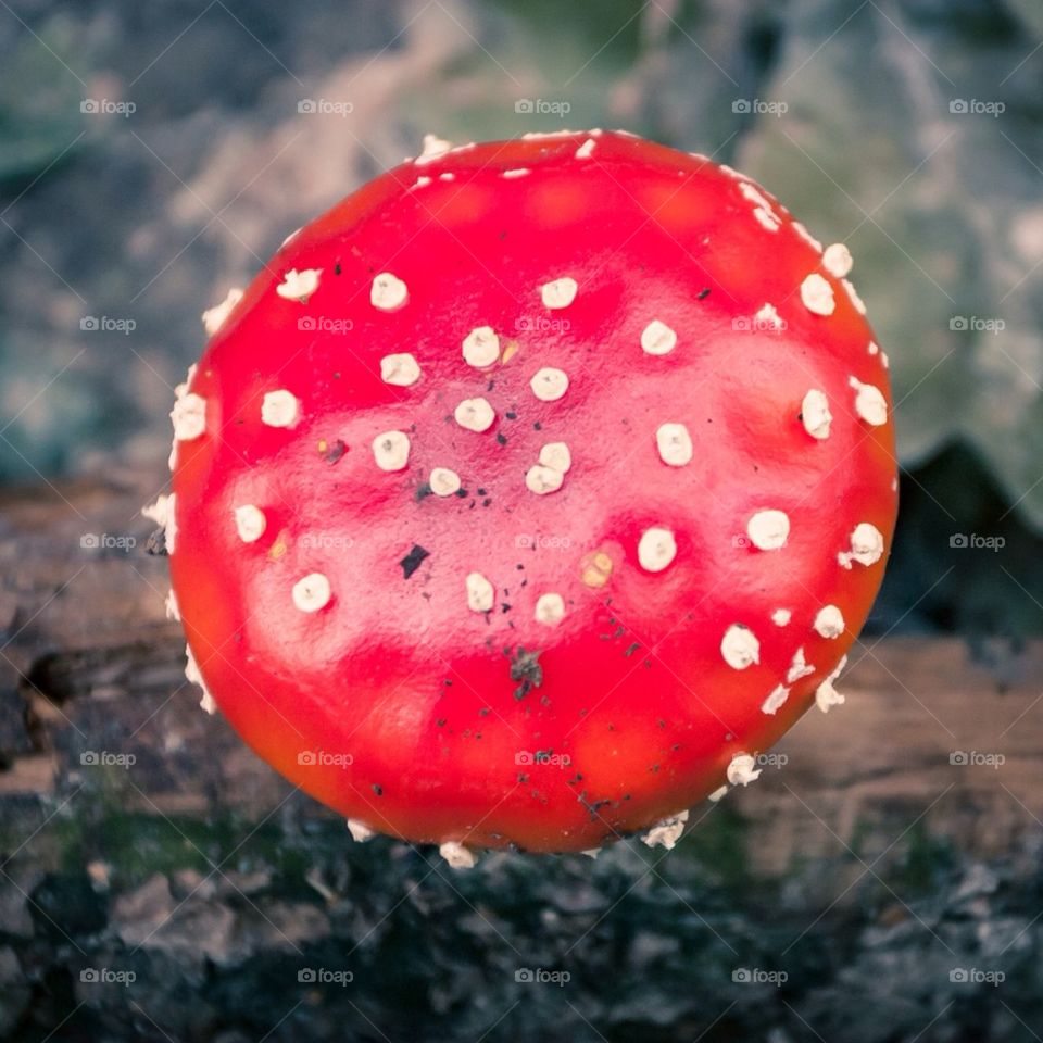 directly above close-up above season by przemekklos