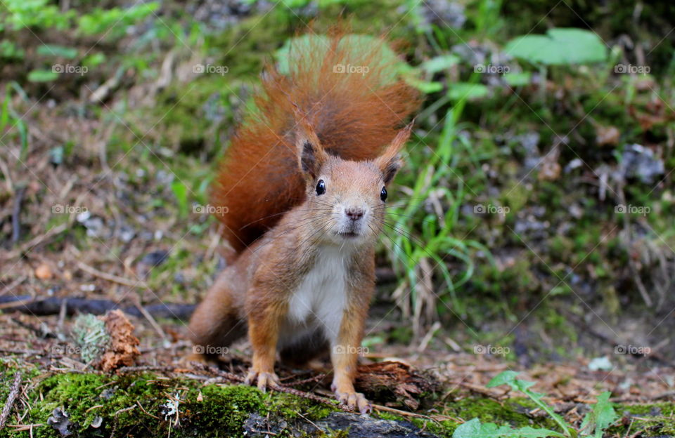 Squirrel in Austria