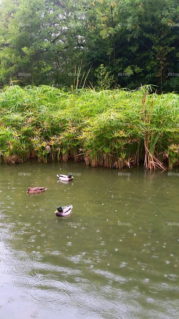 Ducks under the rain