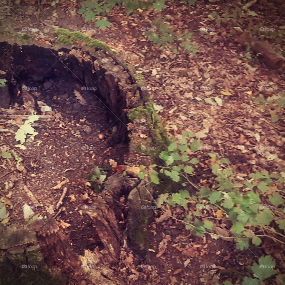 circular section of a old tree