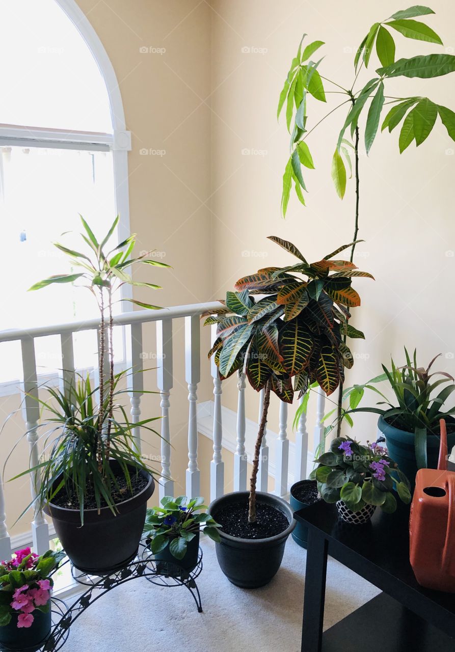 Indoor Gardening 