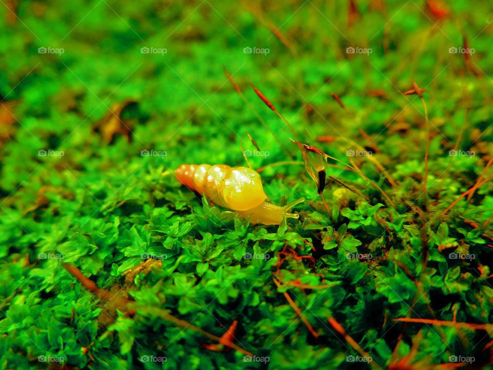 Small snail (Subulina octona) walking on moss