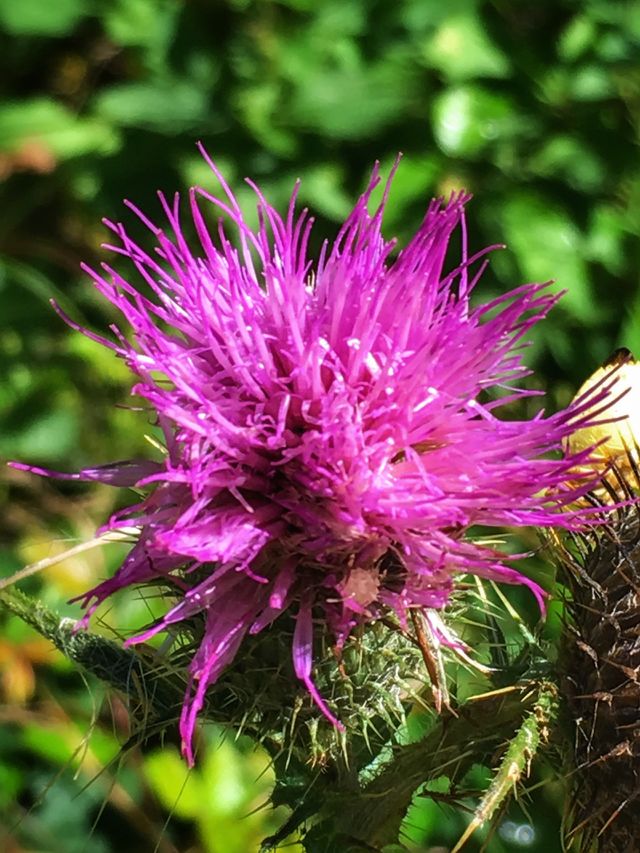 Blume 