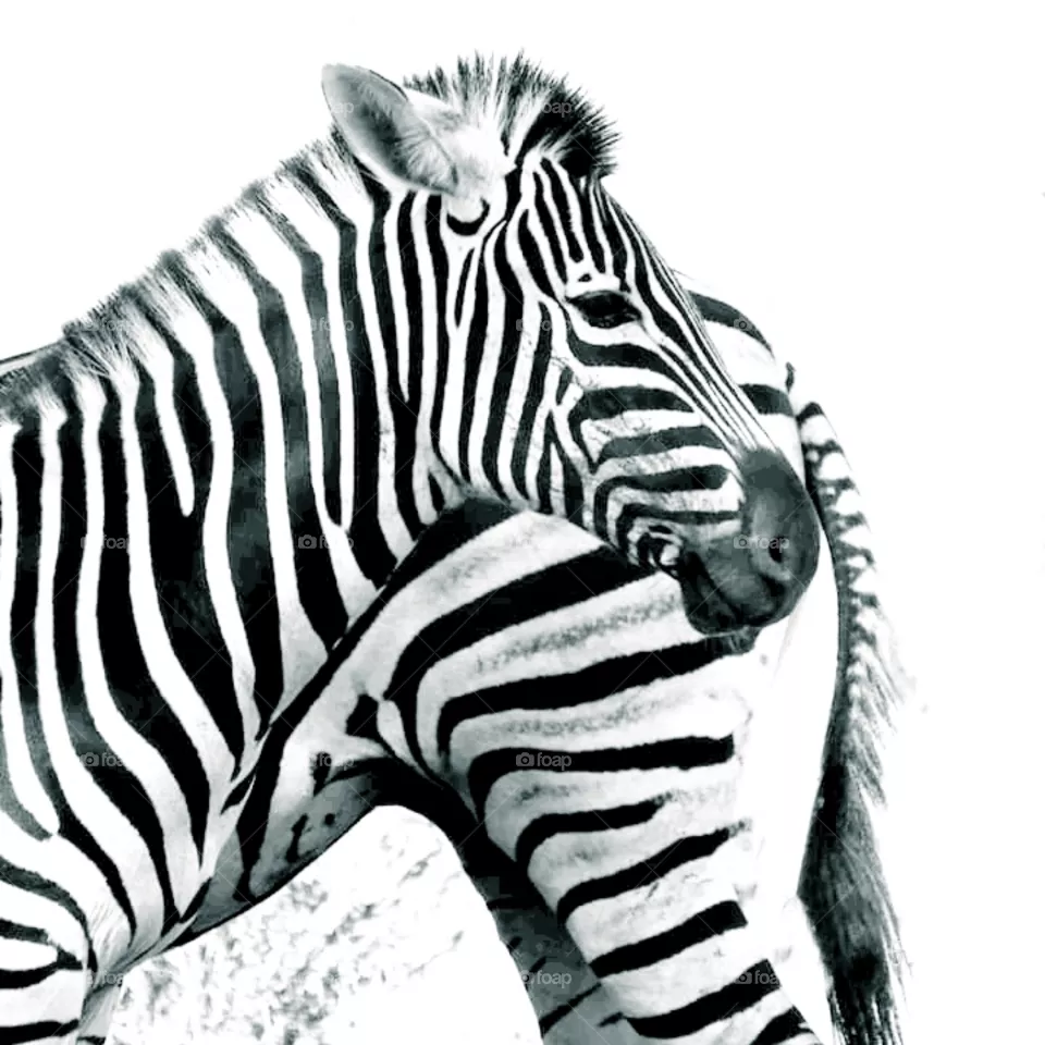 zebra