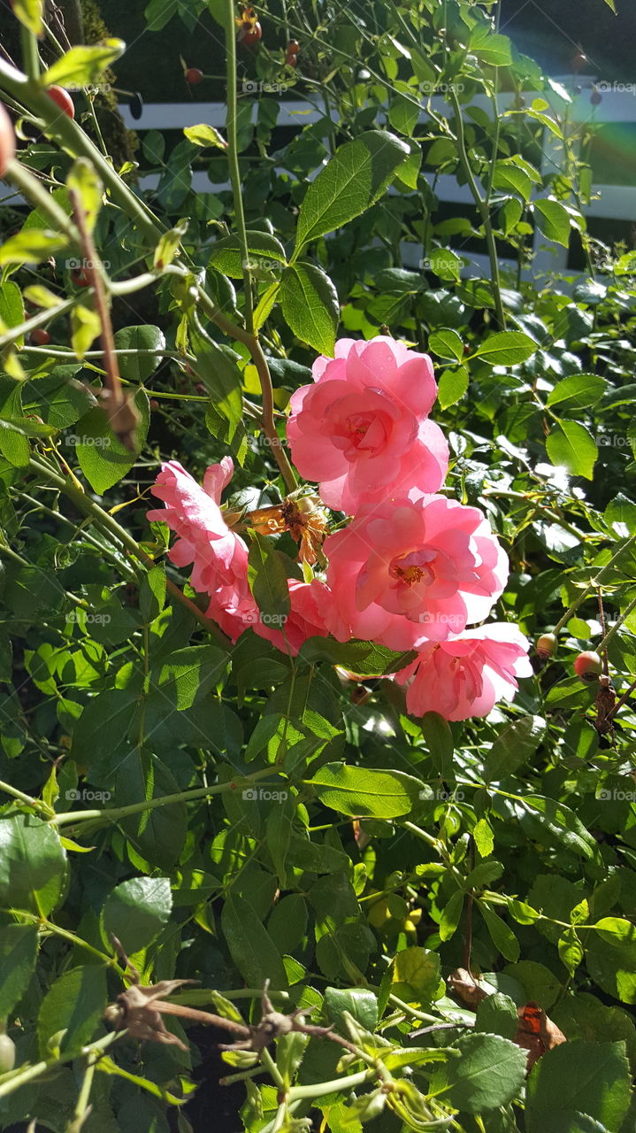 still handfuls beautiful pink roses