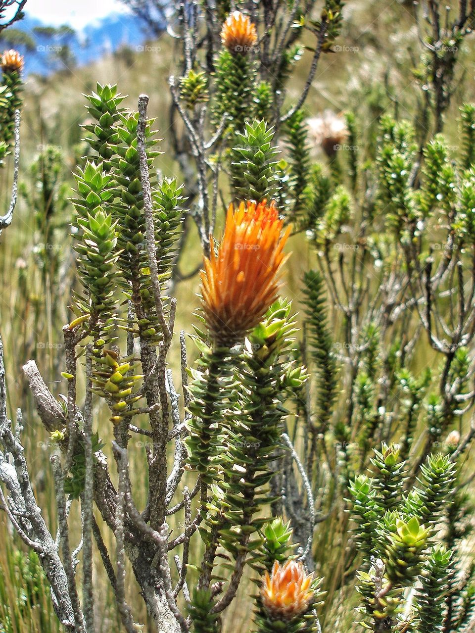 Flower Peru