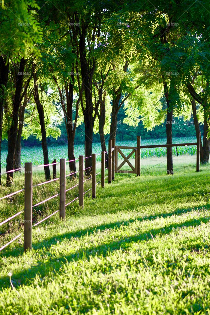 Wire fence with wooden posts and corner gate by a grove of trees at the edge of a lawn, blurred cornfield and trees in the background