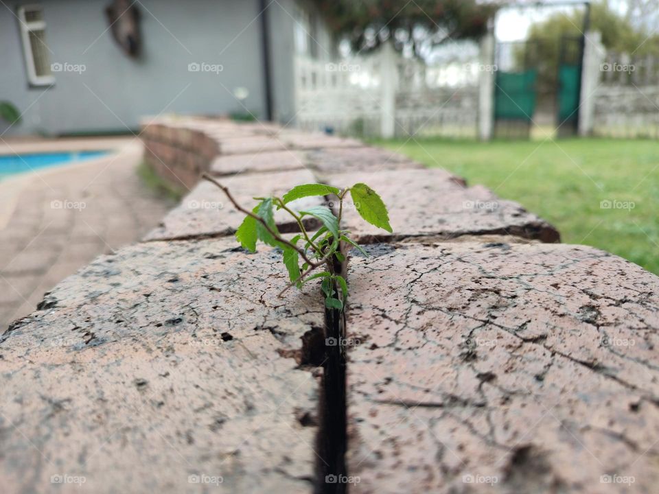 Plant growing out of bricks