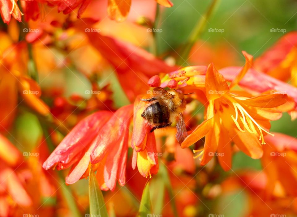 Bee collecting pollen
