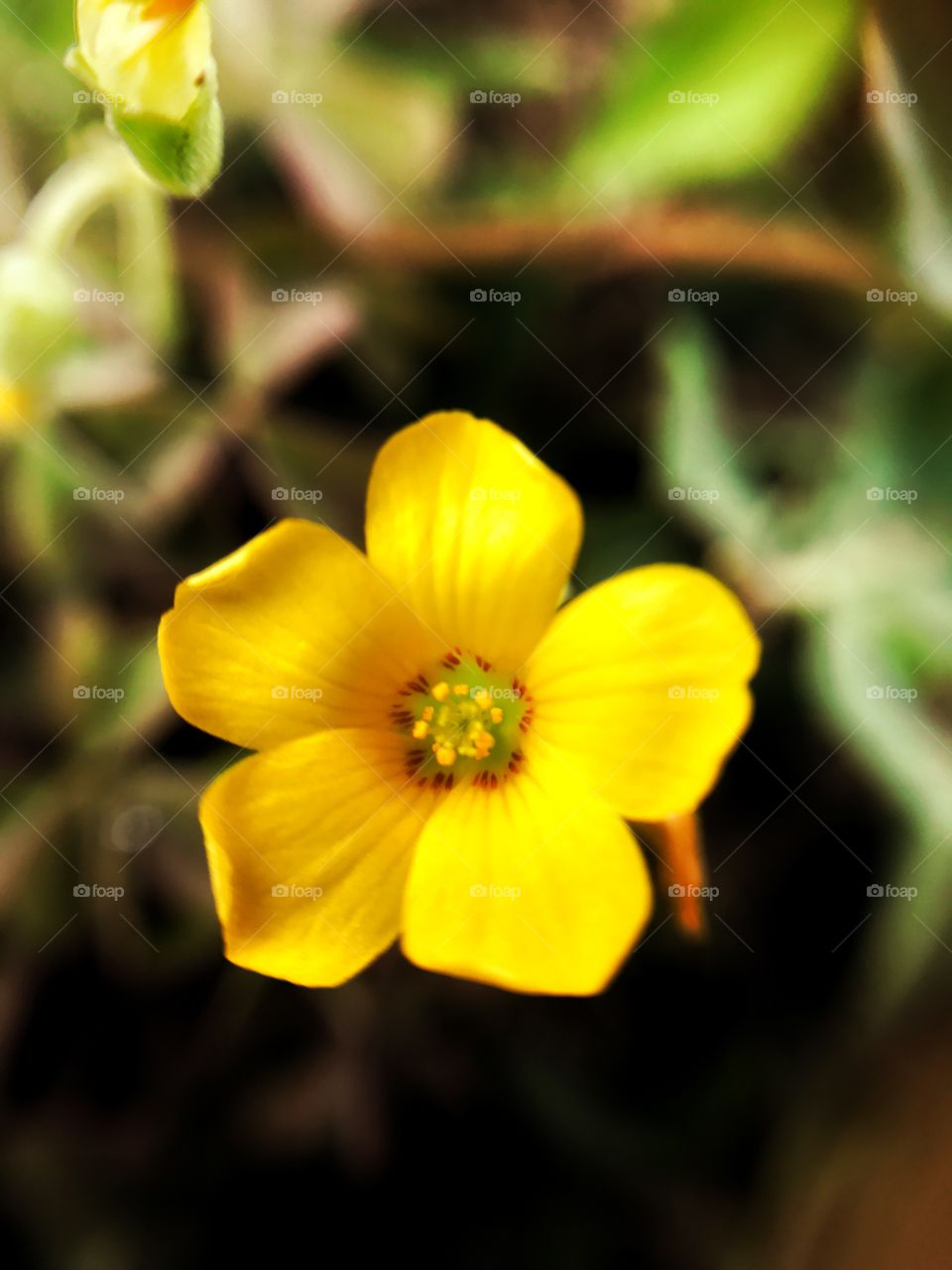 Yellow flower 