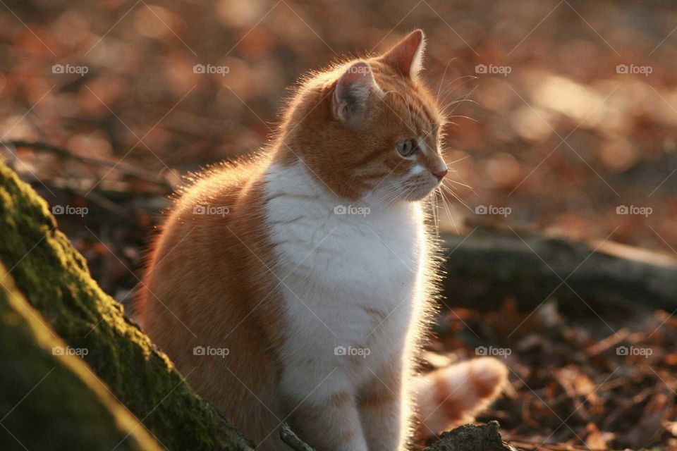red-and-white cat sitting in the sun beside a tree