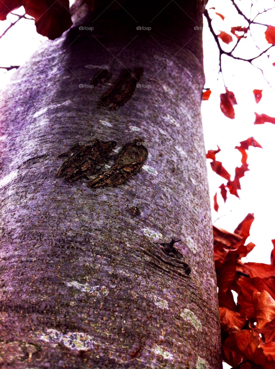 wood tree leaves autumn by judgefunkymunky