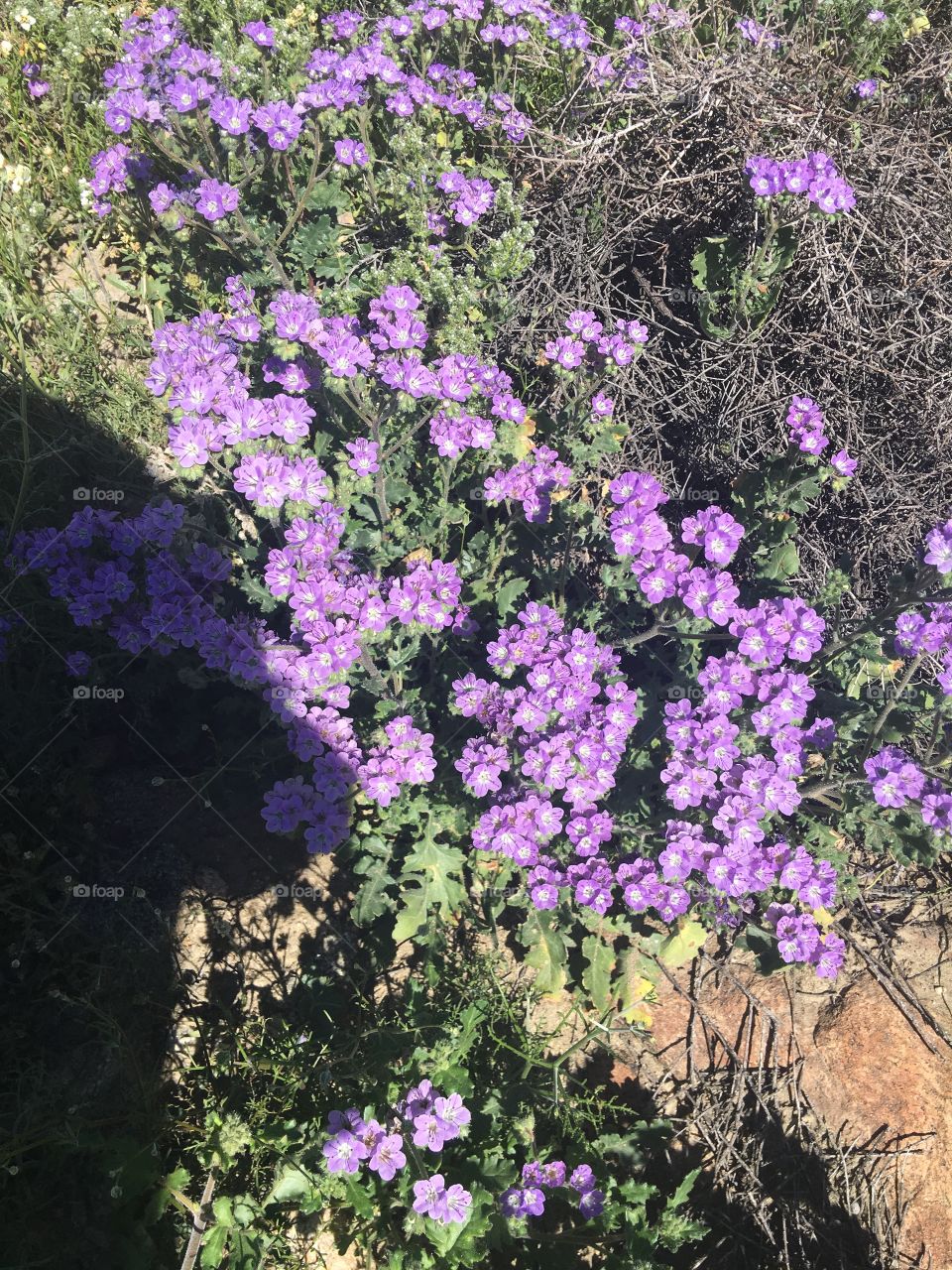 Wild desert flowers in bloom 