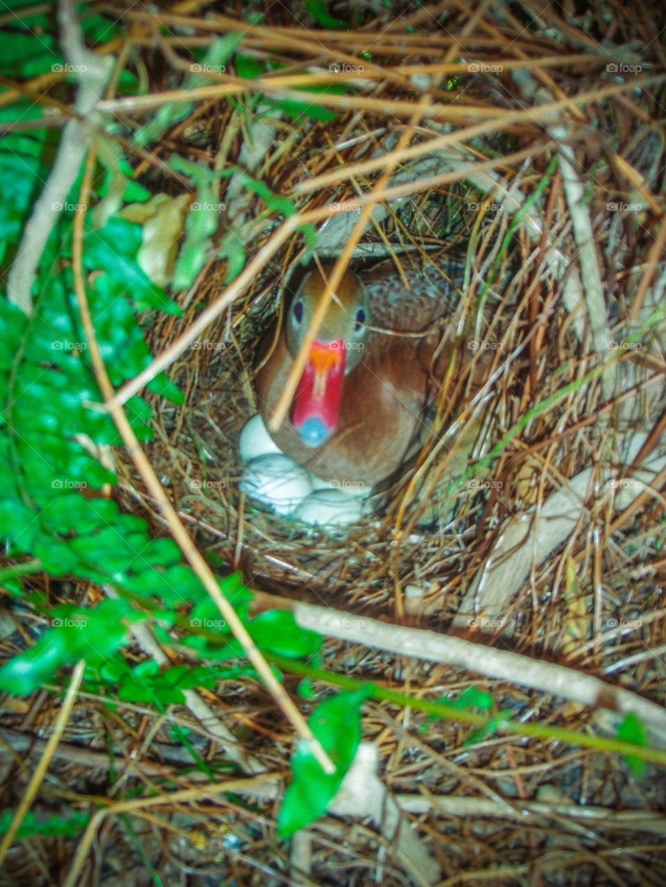 Duck in Nest