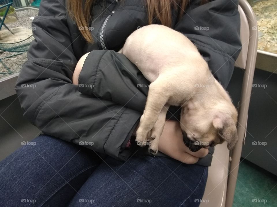 sleepy pug puppy