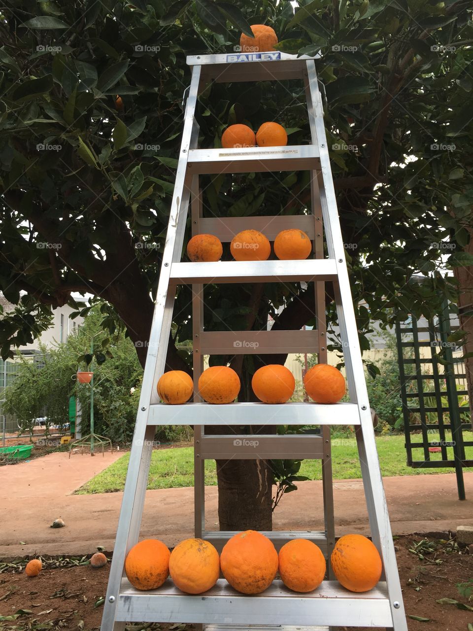 Picking the last of the oranges 
