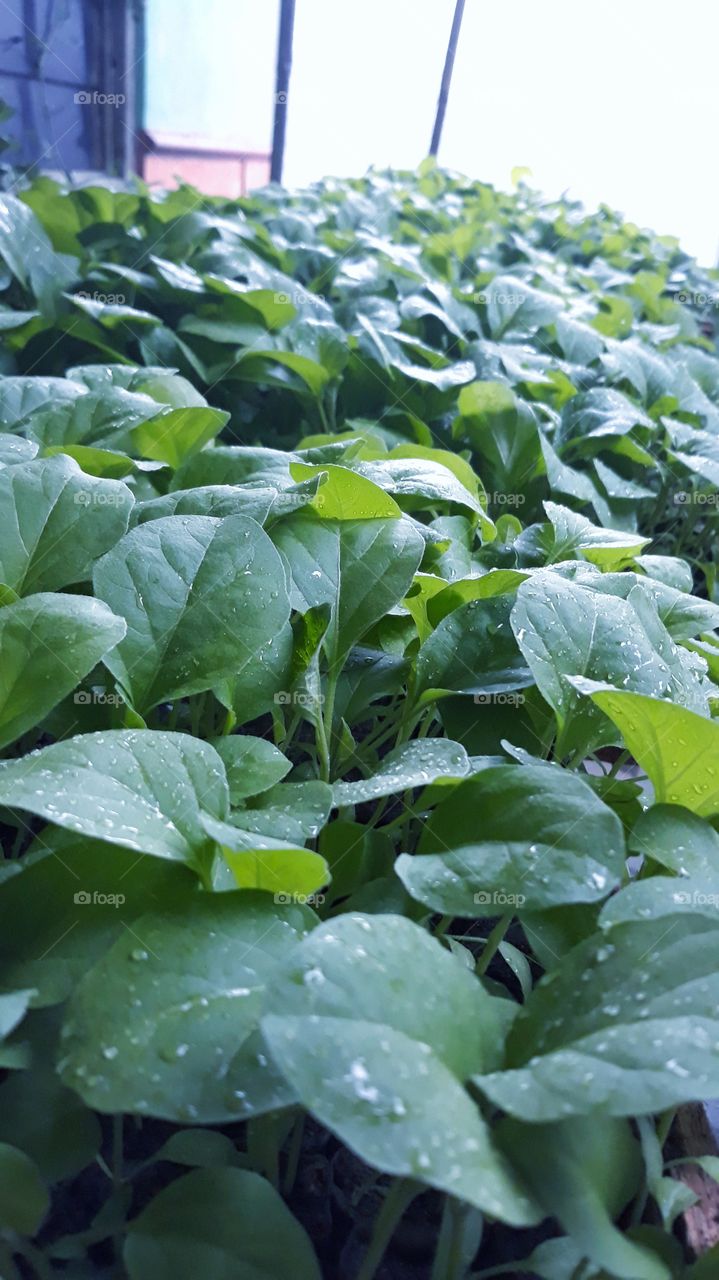 Eggplant seedlings
 A good seed feature for eggplant culture is having a percentage grow above 70%. By using the data then for 1 hectare of land required eggplant seeds as much as 300-500 grams. Before the seed is planted in the planting land should be seeded first.