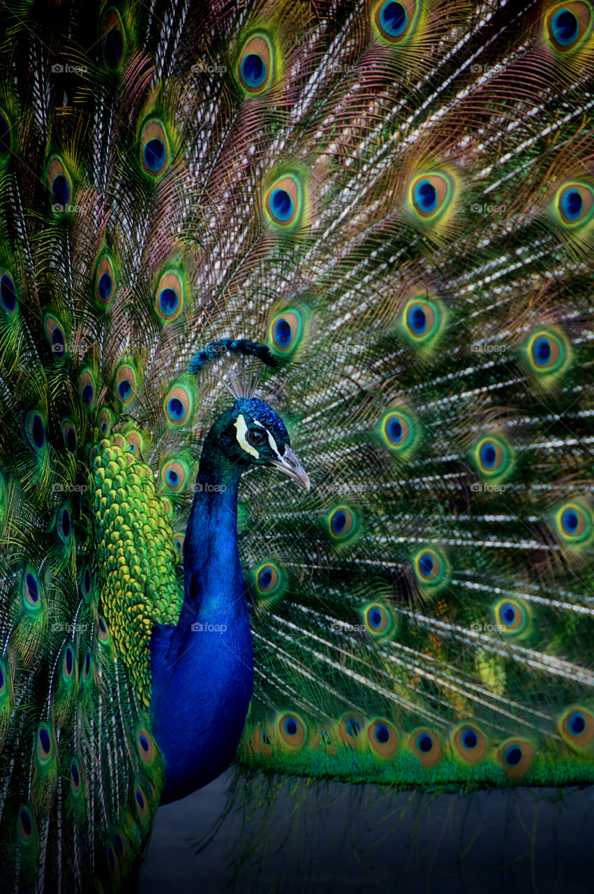 Handsome Peacock 